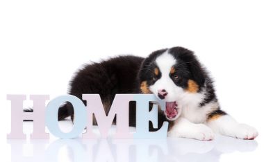 Avustralyalı çoban köpek
