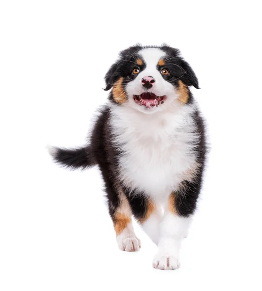 Australian shepherd puppy — Stock Photo, Image