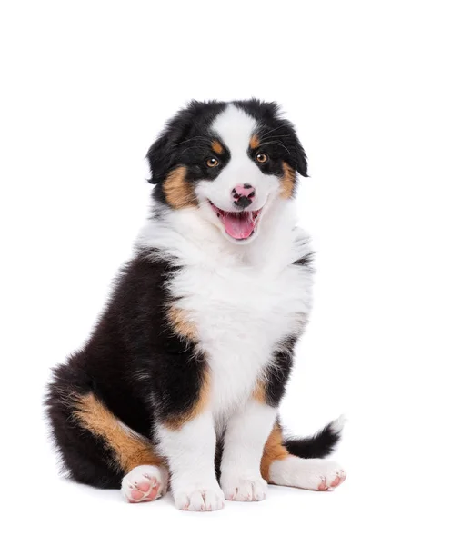 Australian shepherd puppy — Stock Photo, Image