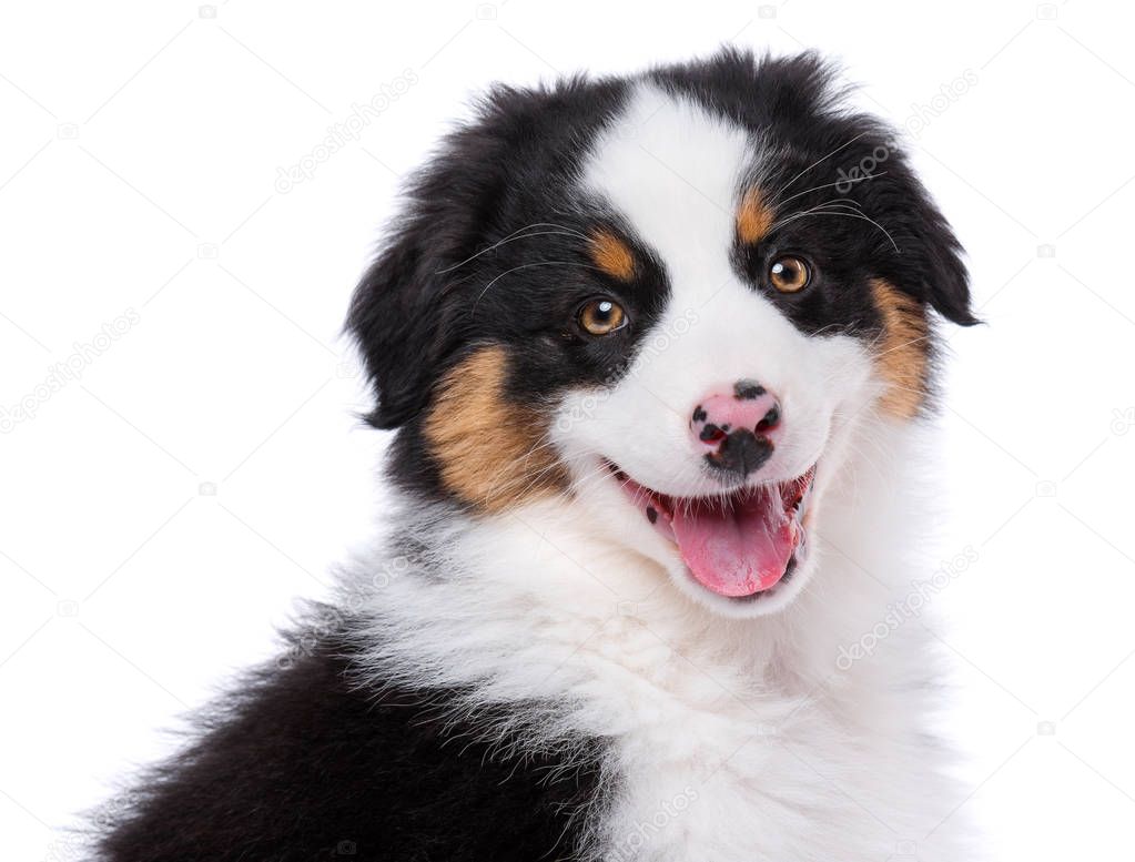 Cucciolo di pastore australiano — Foto stock di © DenisNata #188429574, image size:1023x777