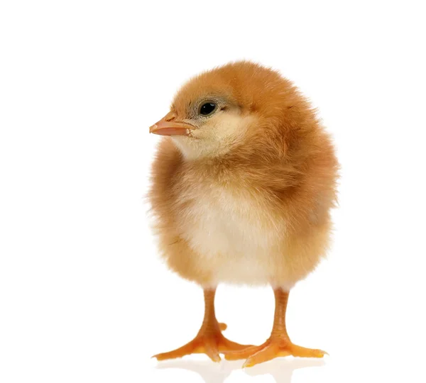 Cute little newborn chicken — Stock Photo, Image