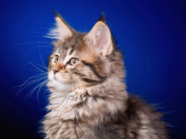 青のメインクーン子猫 — ストック写真