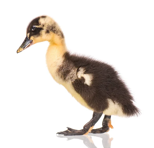 Cute newborn duckling — Stock Photo, Image