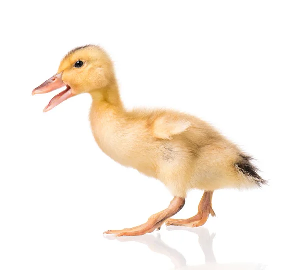 Cute newborn duckling — Stock Photo, Image