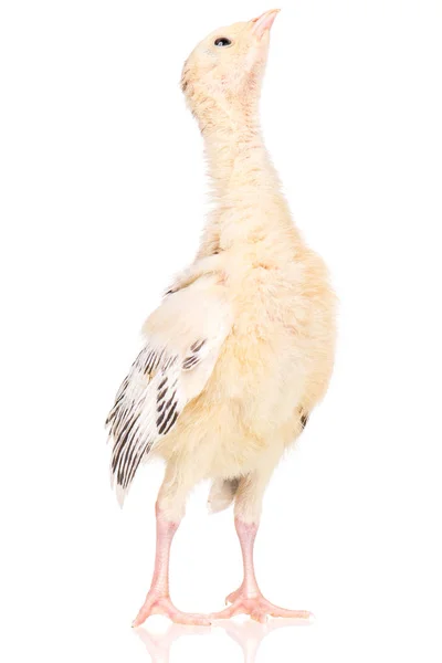 Little chicken turkey — Stock Photo, Image