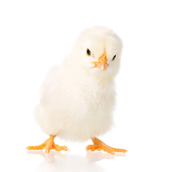 Novorozence kuře na bílém pozadí — Stock fotografie
