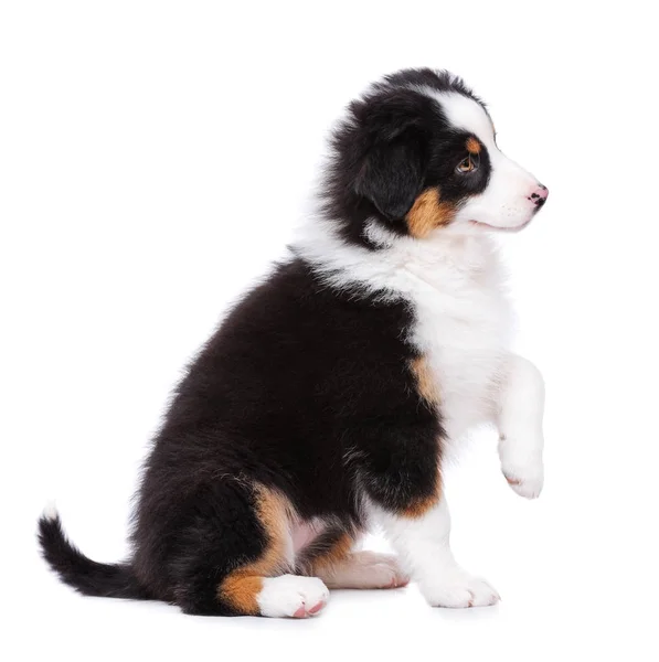 Australian shepherd puppy — Stock Photo, Image