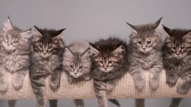 Мейн Кун кошеня — стокове відео