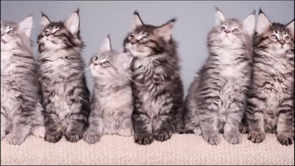 Maine Coon Kitten — Stock video
