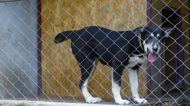 Perro en jaula en refugio de animales — Vídeo de stock