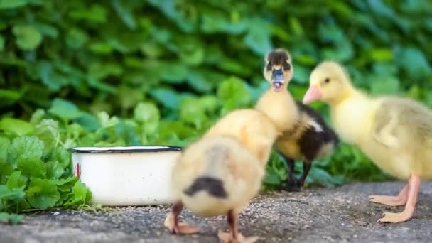 Gosling and duckling in green grass — Stock Video