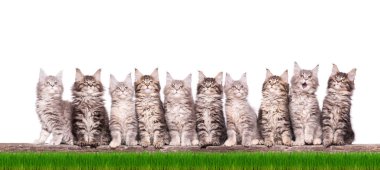 Çim de Maine Coon kedi