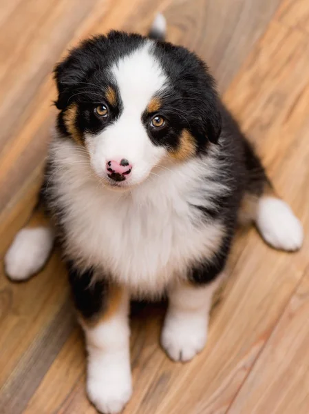 オーストラリアン シェパードの子犬 — ストック写真