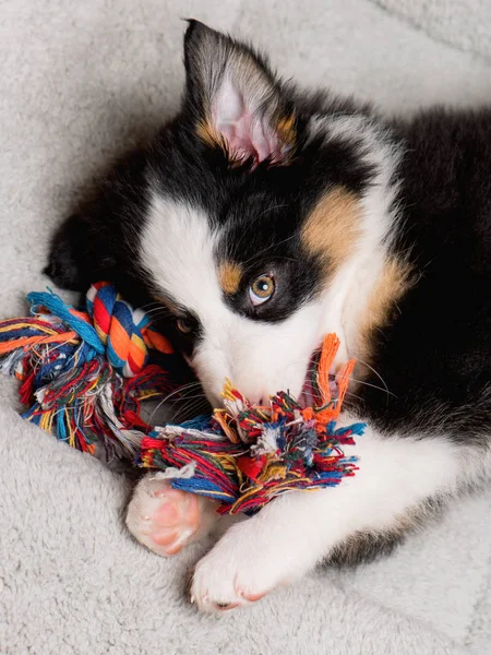 Cucciolo pastore australiano — Foto Stock