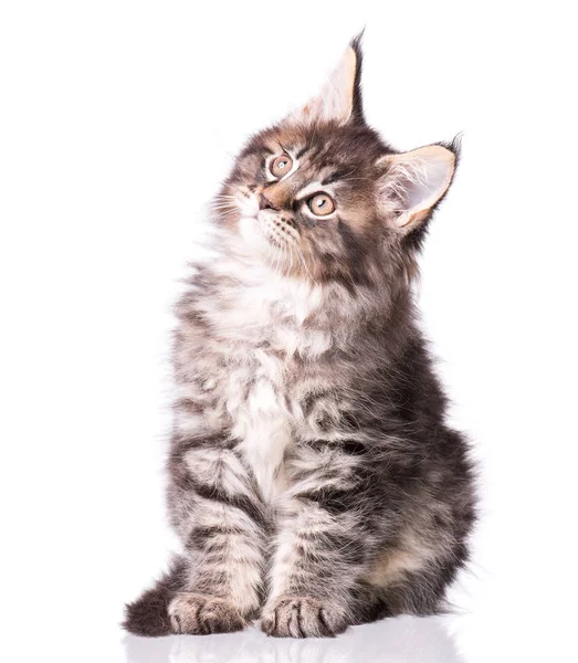 Maine Coon gattino su bianco — Foto Stock