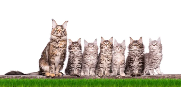 草のメインクーン子猫 — ストック写真