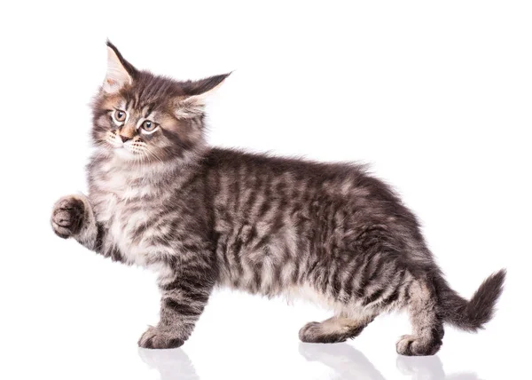 Maine Coon gattino su bianco — Foto Stock