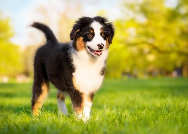 Avustralyalı çoban köpek