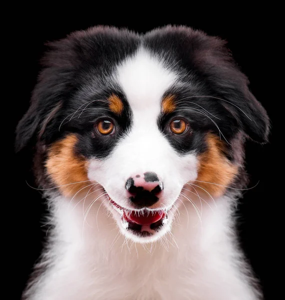 Australian shepherd puppy — Stock Photo, Image