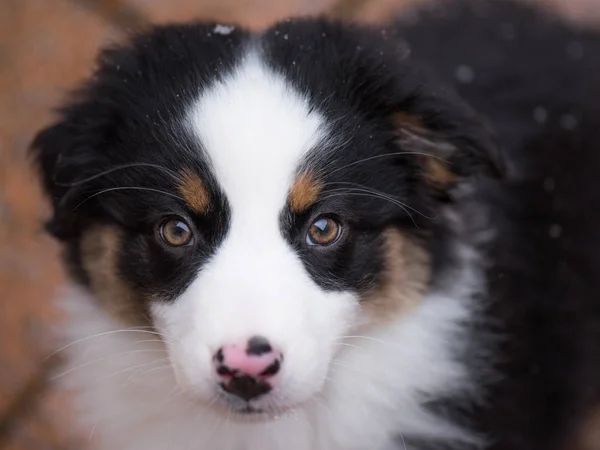 Cucciolo pastore australiano — Foto Stock