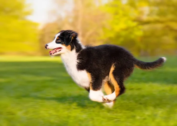 Avustralyalı çoban köpek — Stok fotoğraf