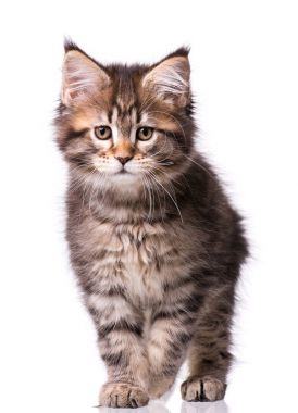 Maine Coon kedi beyaz