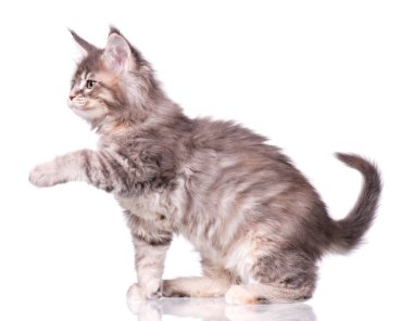 Maine Coon kedi beyaz