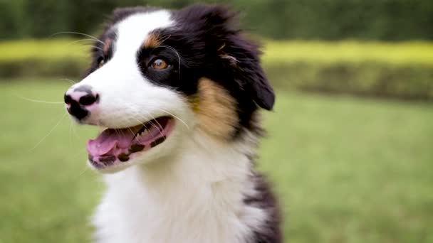 Australian shepherd puppy — Stock Video