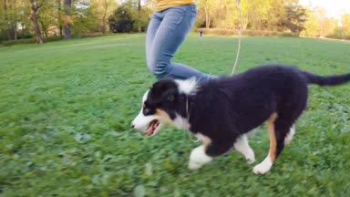 Avustralyalı çoban köpek
