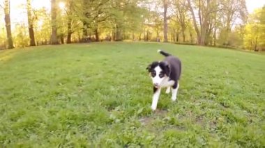 Avustralyalı çoban köpek