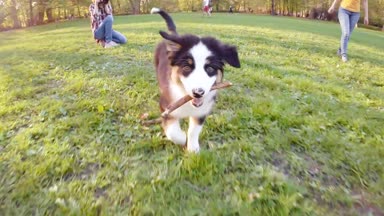 Avustralyalı çoban köpek