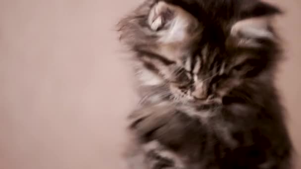Смешной котёнок облизывает лапу и моет — стоковое видео