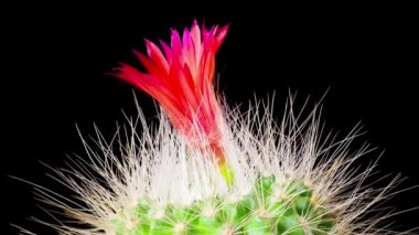 Hızlandırılmış kaktüs ya da kaktüs çiçek