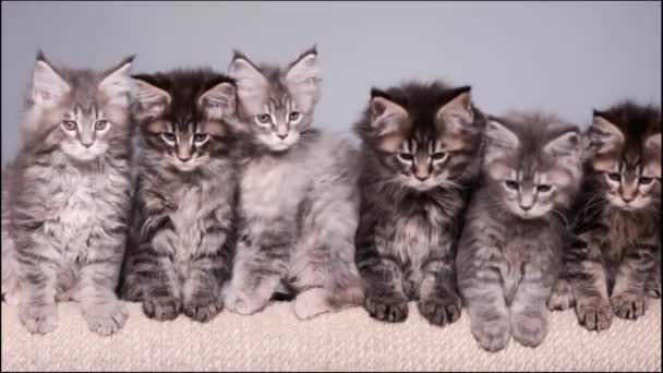 Maine coon gatinho — Vídeo de Stock