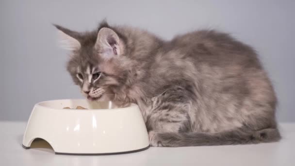 Maine coon gatinho — Vídeo de Stock