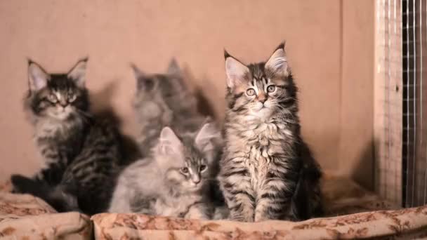 Maine Coon Kitten — Stockvideo