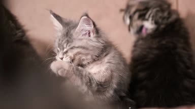 Komik kedi yavrusu pençe ve yıkama yalıyor 