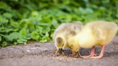 Gosling ve yeşil çimen ördek