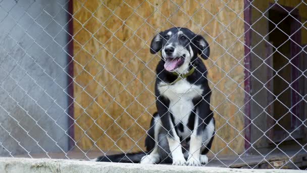 Cão na gaiola no abrigo animal — Vídeo de Stock