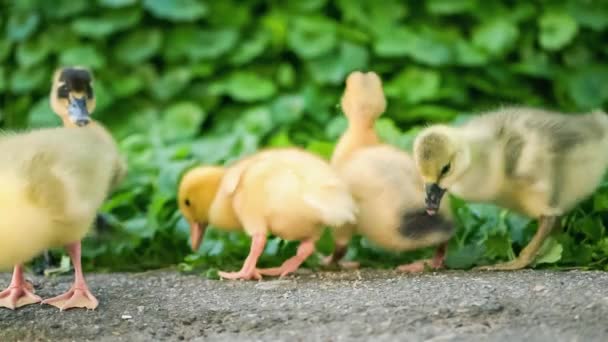 Bouledogue et canard dans l'herbe verte — Video