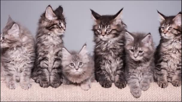 Maine coon gatito — Vídeo de stock