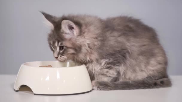 Maine coon kitten — Stock Video