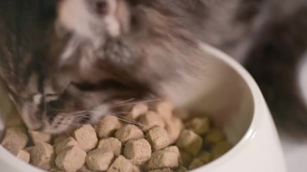 Maine Coon Kitten — Stock video