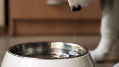 Köpek yavrusu Avustralyalı çoban yemek yeme