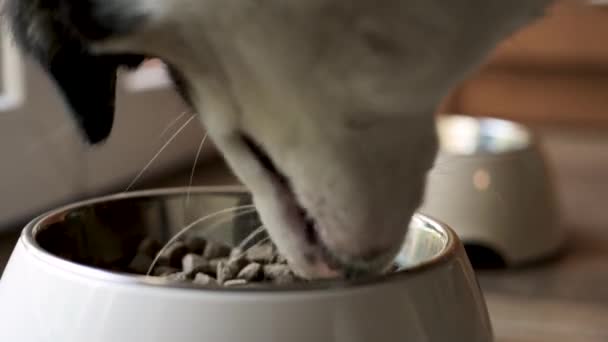 Filhote de cachorro pastor australiano comer alimentos — Vídeo de Stock