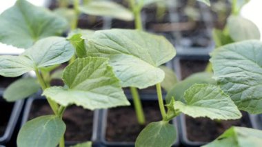 Salatalık fidan büyüyen