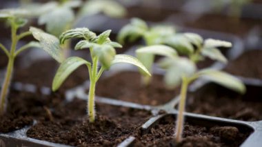 Büyüyen domates fidesi