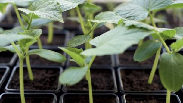 Growing cucumbers seedlings — Stock Video