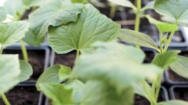 Salatalık fidan büyüyen
