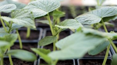 Salatalık fidan büyüyen